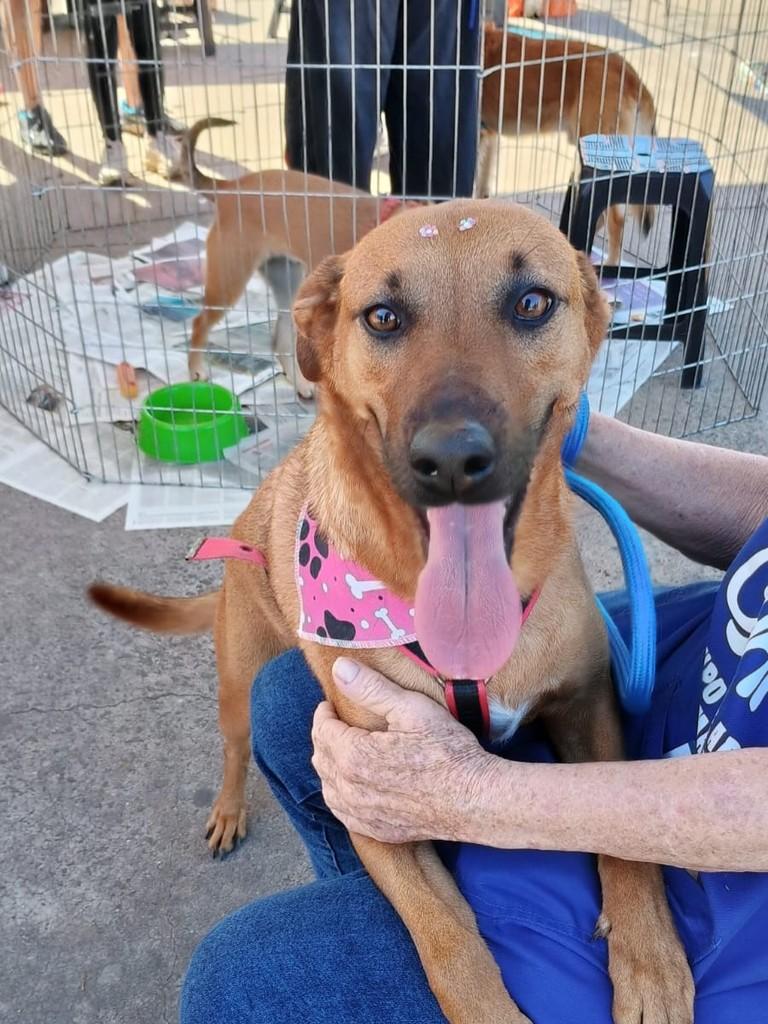 Caramela, cachorro de porte médio para adoção em Campinas - SP
