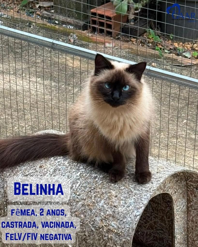 Belinha, gata de porte pequeno para adoção em Campinas - SP