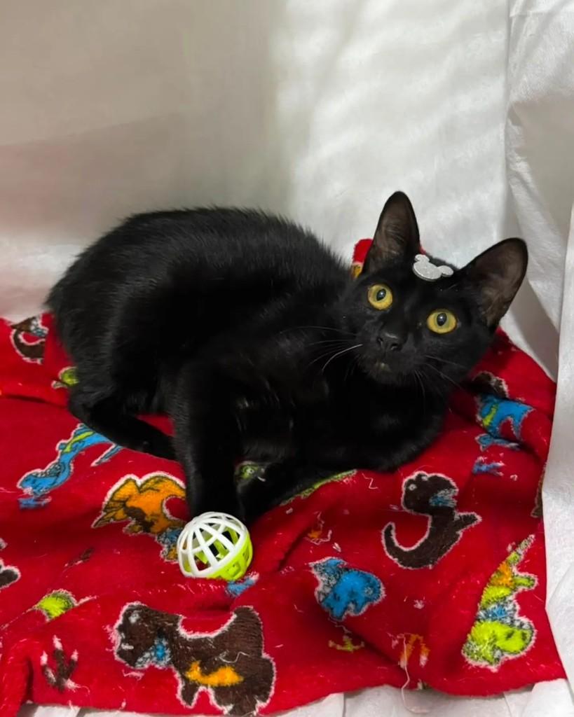 Eros, gato de porte pequeno para adoção em Campinas - SP