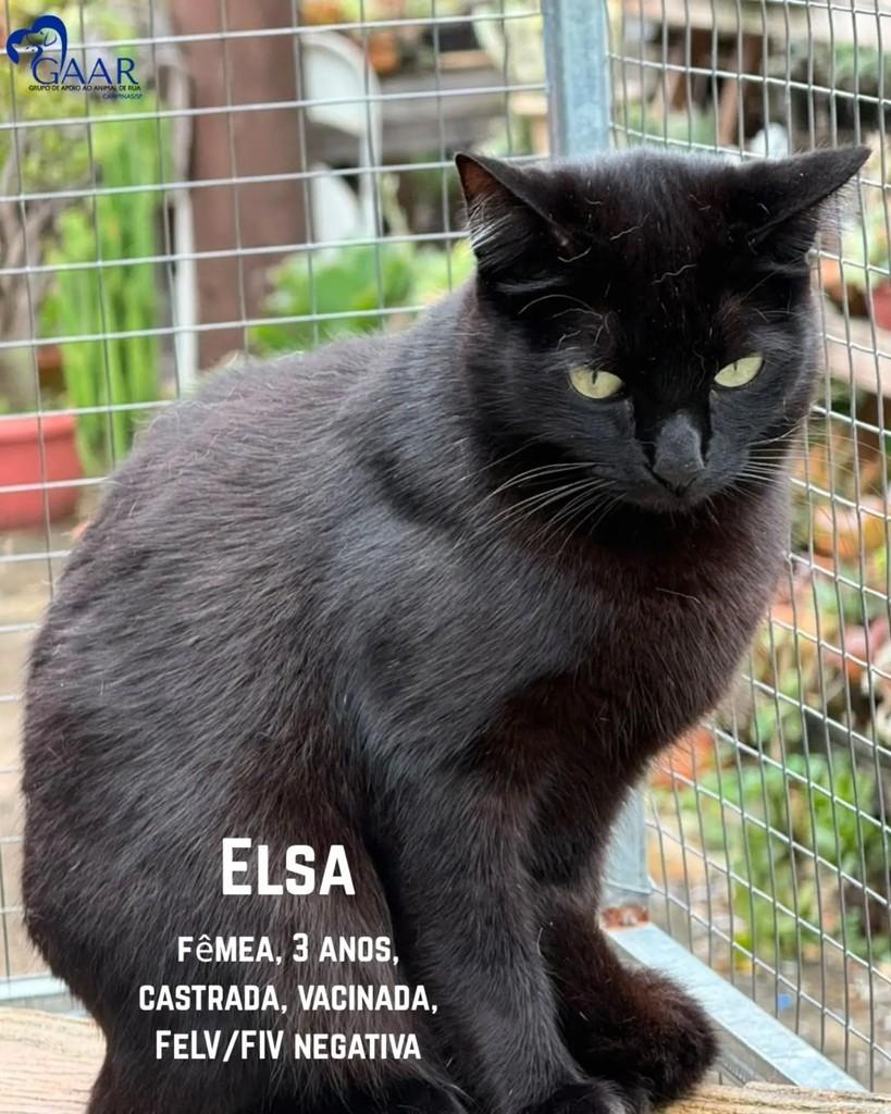 Elsa, gata de porte médio para adoção em Campo Grande - MS