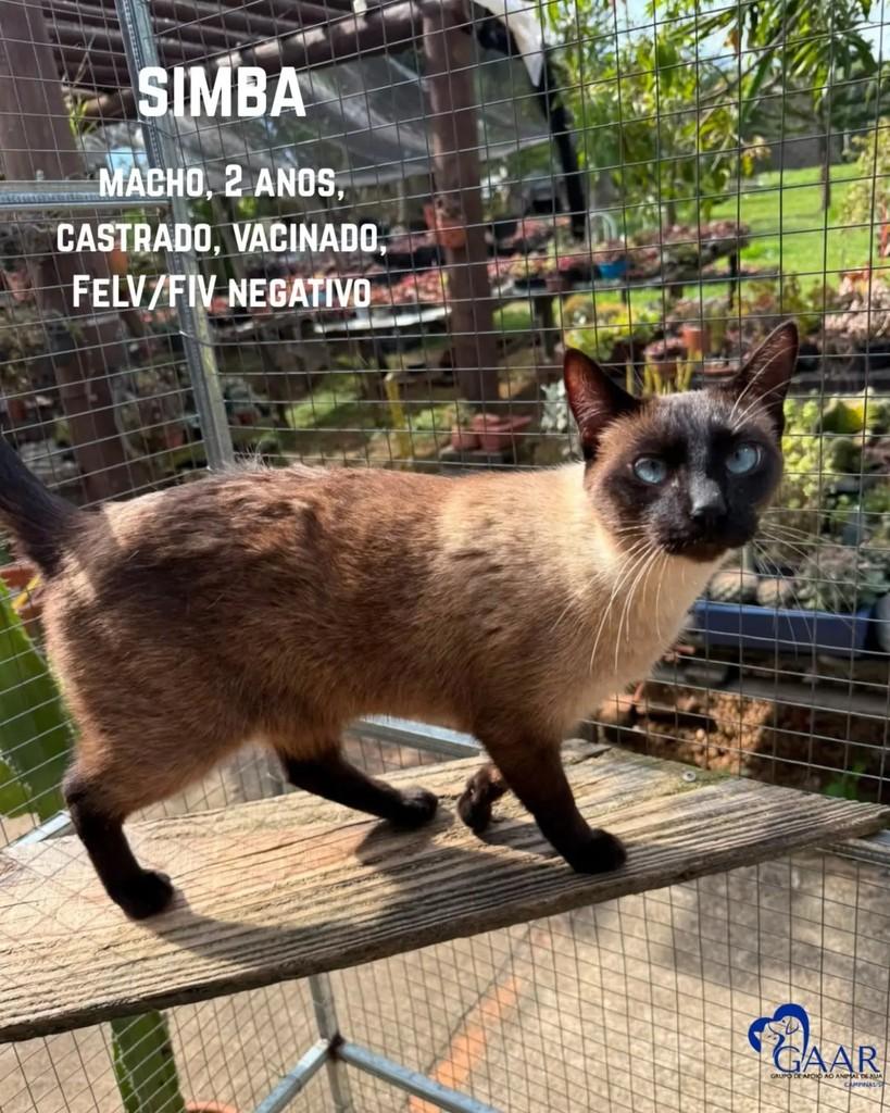 Simba, gato de porte médio para adoção em Campinas - SP