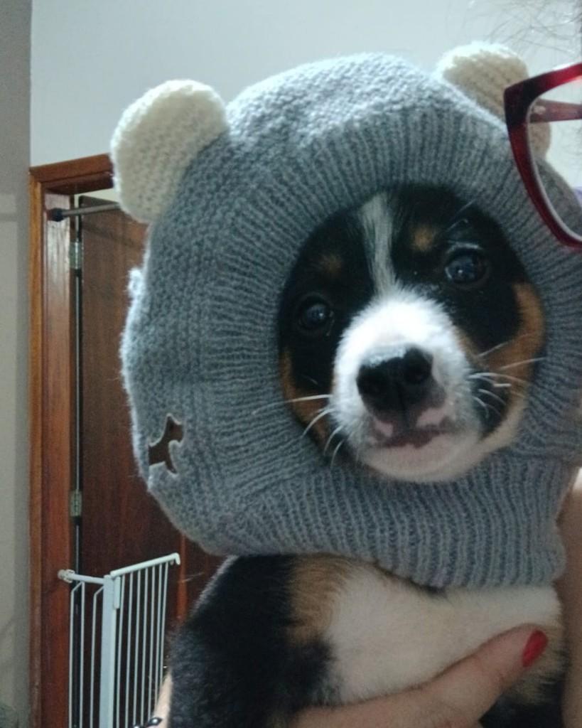 Heloísa, cachorro de porte médio para adoção em Campinas - SP