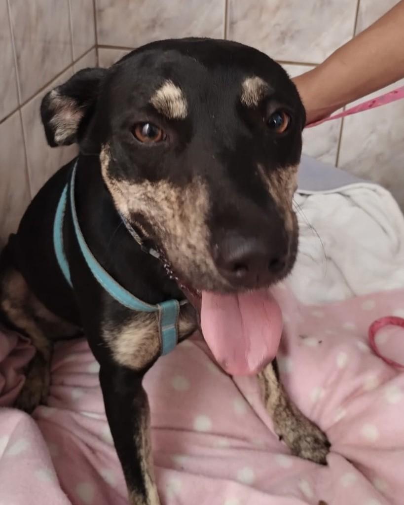 Maitê, cachorro de porte médio para adoção em Campinas - SP