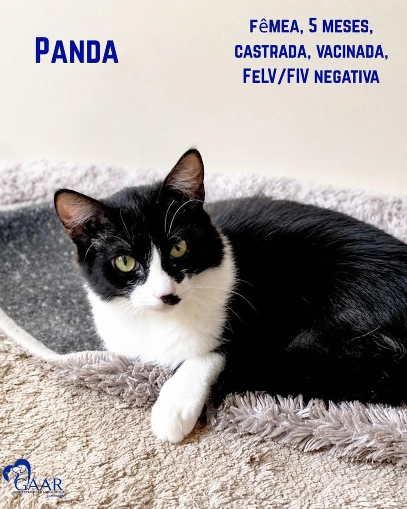 Pandinha, gata de porte pequeno para adoção em Campinas - SP