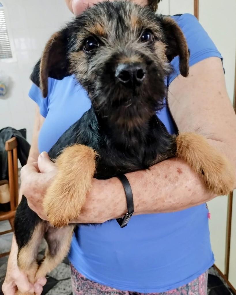 Cardia, cachorro de porte médio para adoção em Campinas - SP