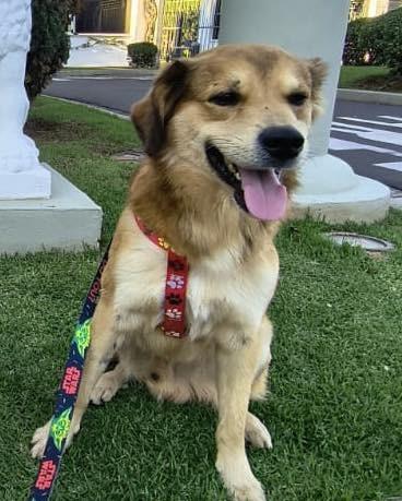 Snoopy, cachorro de porte médio para adoção em Campinas - SP