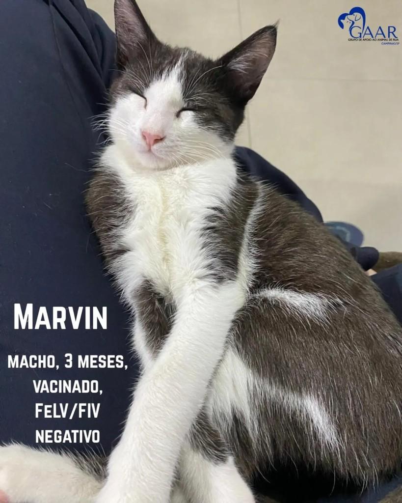 Marvin, gato de porte pequeno para adoção em Campinas - SP
