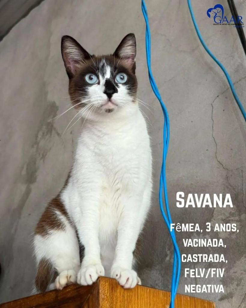 Savana, gata de porte médio para adoção em Campinas - SP