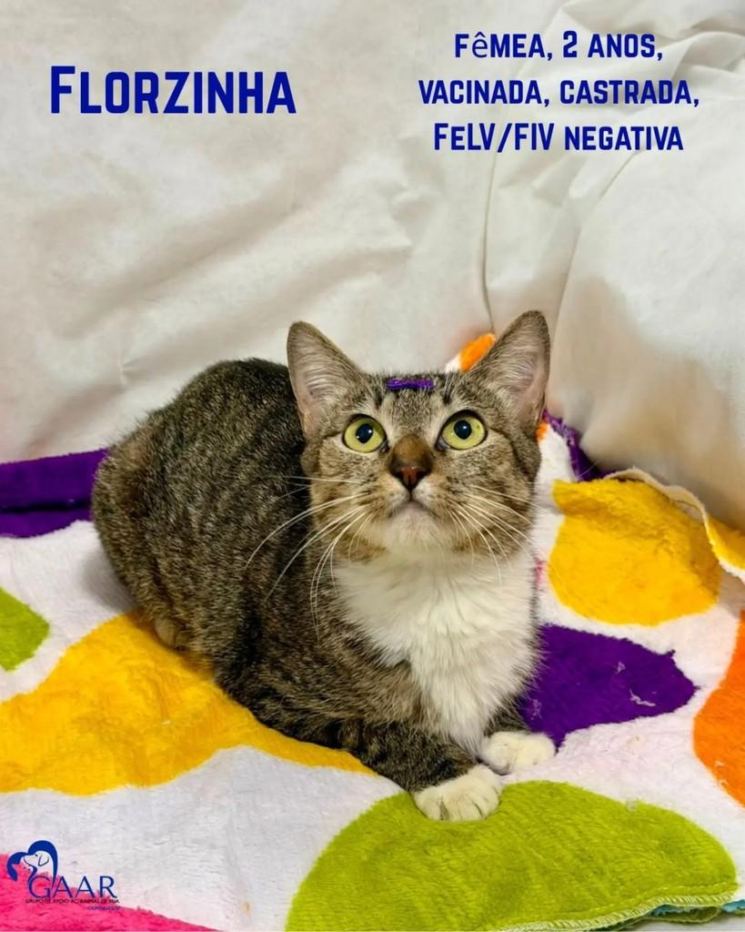 Florzinha, gata de porte pequeno para adoção em Campinas - SP