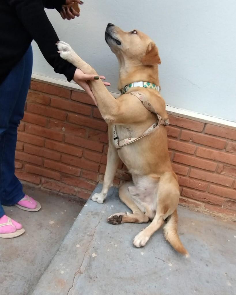 Alfredo, cachorro de porte médio para adoção em Campinas - SP