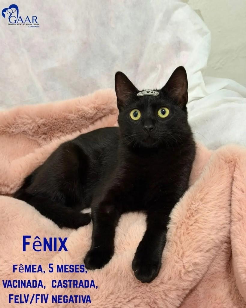 Fênix, gata de porte pequeno para adoção em Campinas - SP