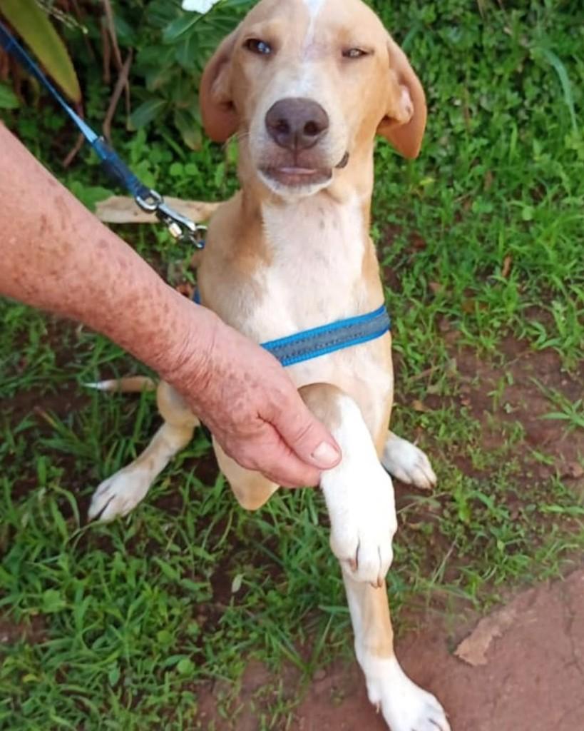 Rômulo, cachorro de porte médio para adoção em Campinas - SP