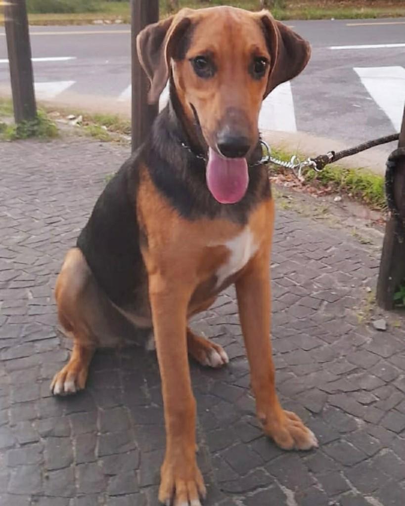 Thandy, cachorro de porte médio para adoção em Campinas - SP