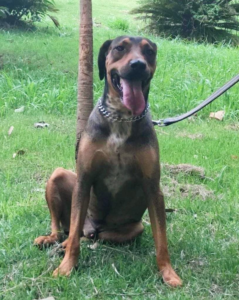Bethov, cachorro de porte médio para adoção em Campinas - SP