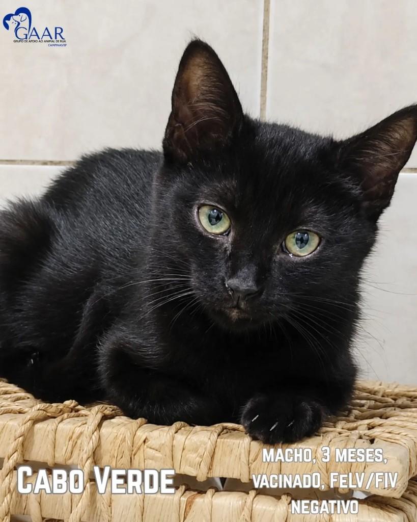 Cabo, gato de porte pequeno para adoção em Campinas - SP