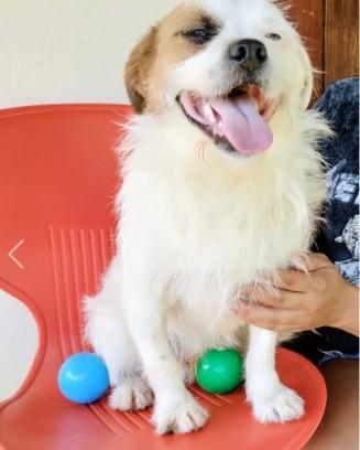 Bart, cachorro de porte médio para adoção em Campinas - SP