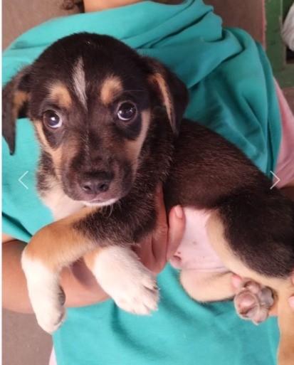 Belize, cachorro de porte pequeno para adoção em Campinas - SP