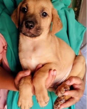 Chile, cachorro de porte pequeno para adoção em Campinas - SP