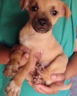 Guiana, cachorro de porte pequeno para adoção em Campinas - SP