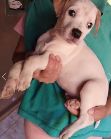 Honduras, cachorro de porte pequeno para adoção em Campinas - SP
