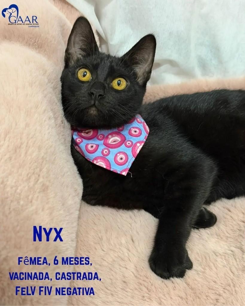 Nyx, gata de porte pequeno para adoção em Campinas - SP
