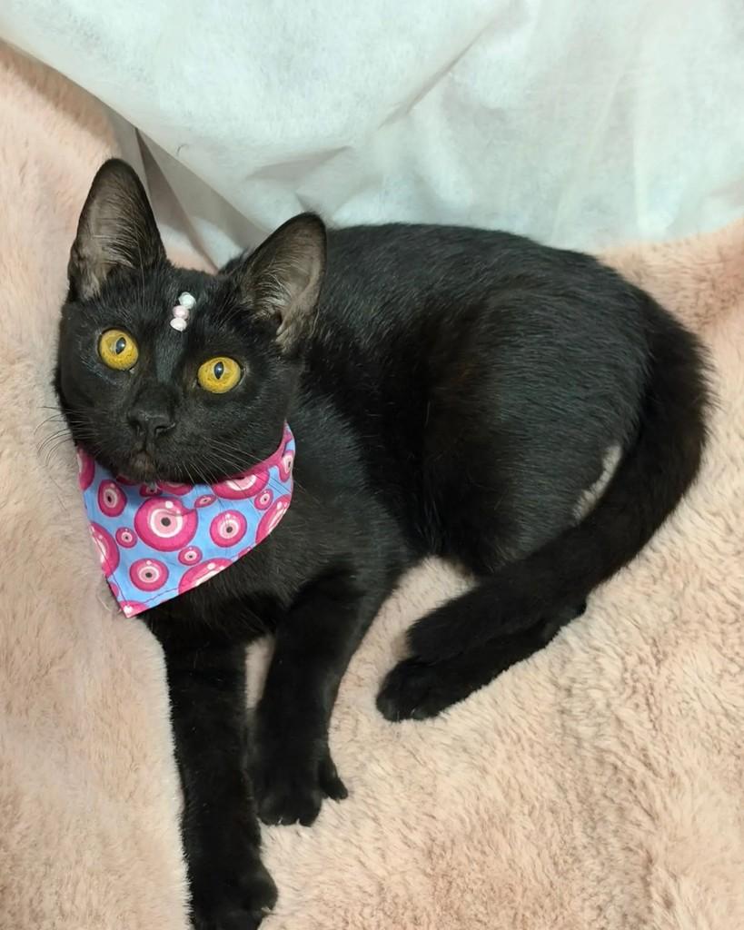 Nyx, gata de porte pequeno para adoção em Campinas - SP — foto 2 de 6