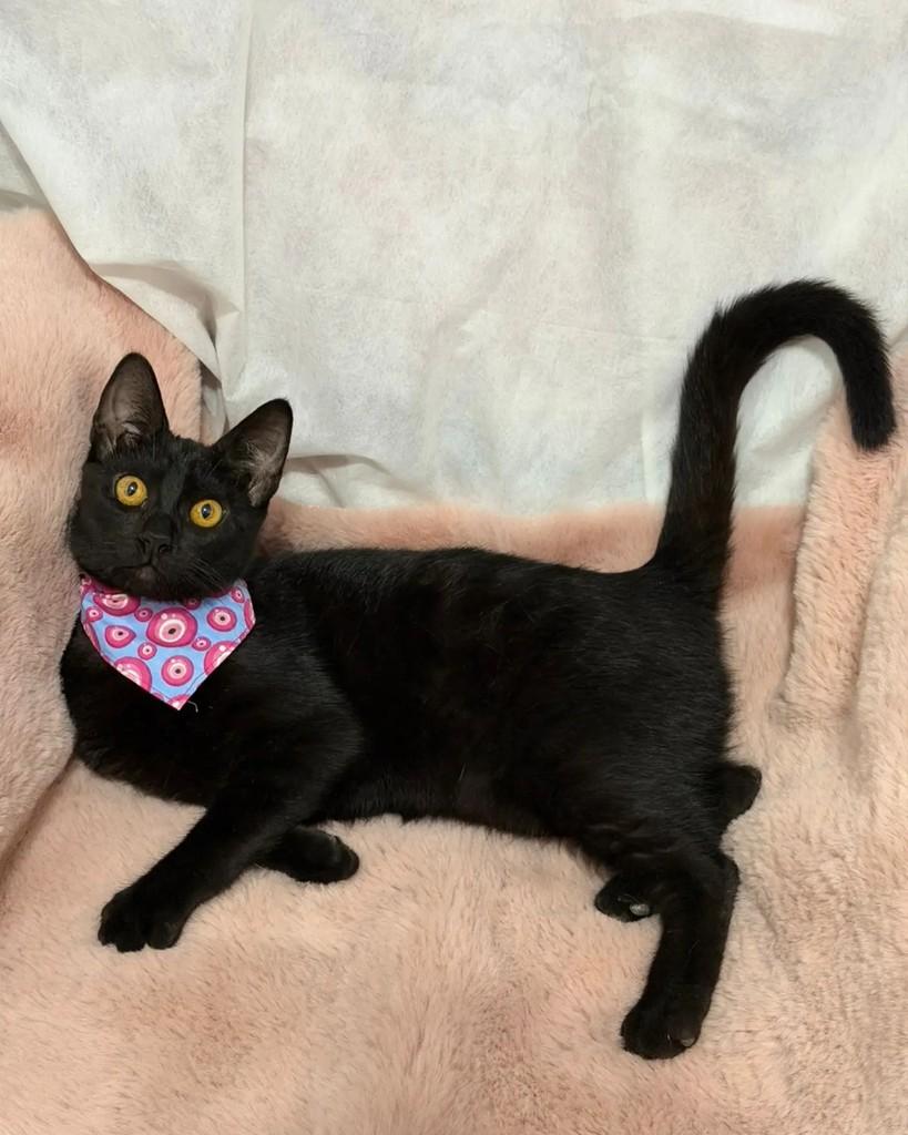 Nyx, gata de porte pequeno para adoção em Campinas - SP — foto 3 de 6