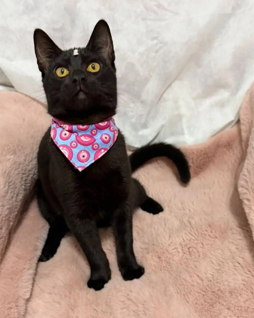 Nyx, gata de porte pequeno para adoção em Campinas - SP — foto 4 de 6