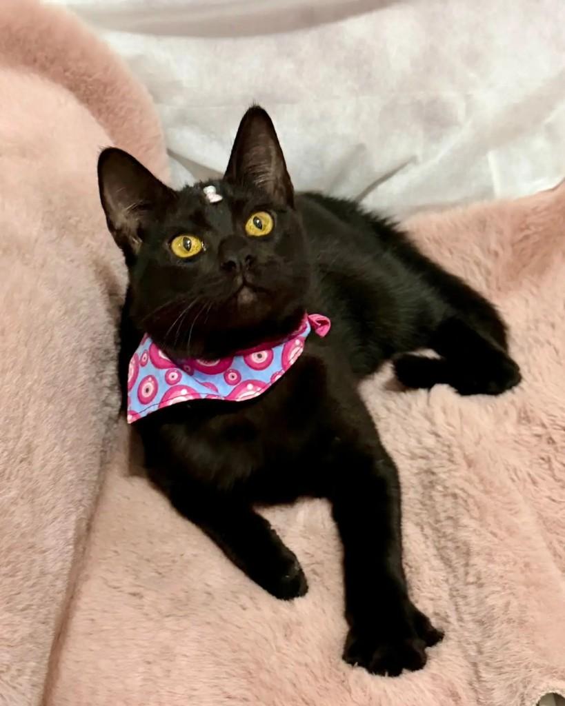 Nyx, gata de porte pequeno para adoção em Campinas - SP — foto 5 de 6
