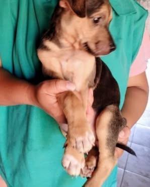 Uruguai, cadela de porte pequeno para adoção em Campinas - SP