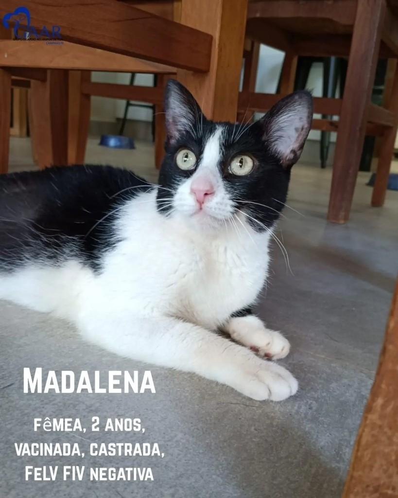 Madalena, gata de porte pequeno para adoção em Campinas - SP