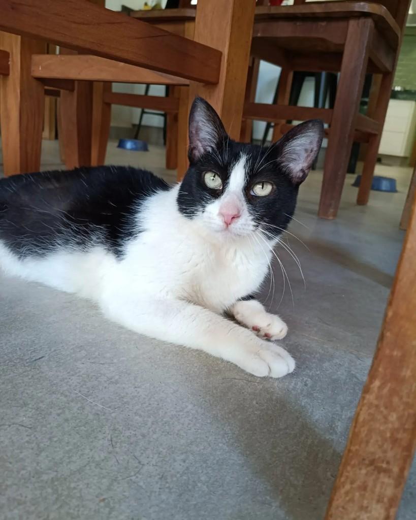 Madalena, gata de porte pequeno para adoção em Campinas - SP — foto 2 de 5