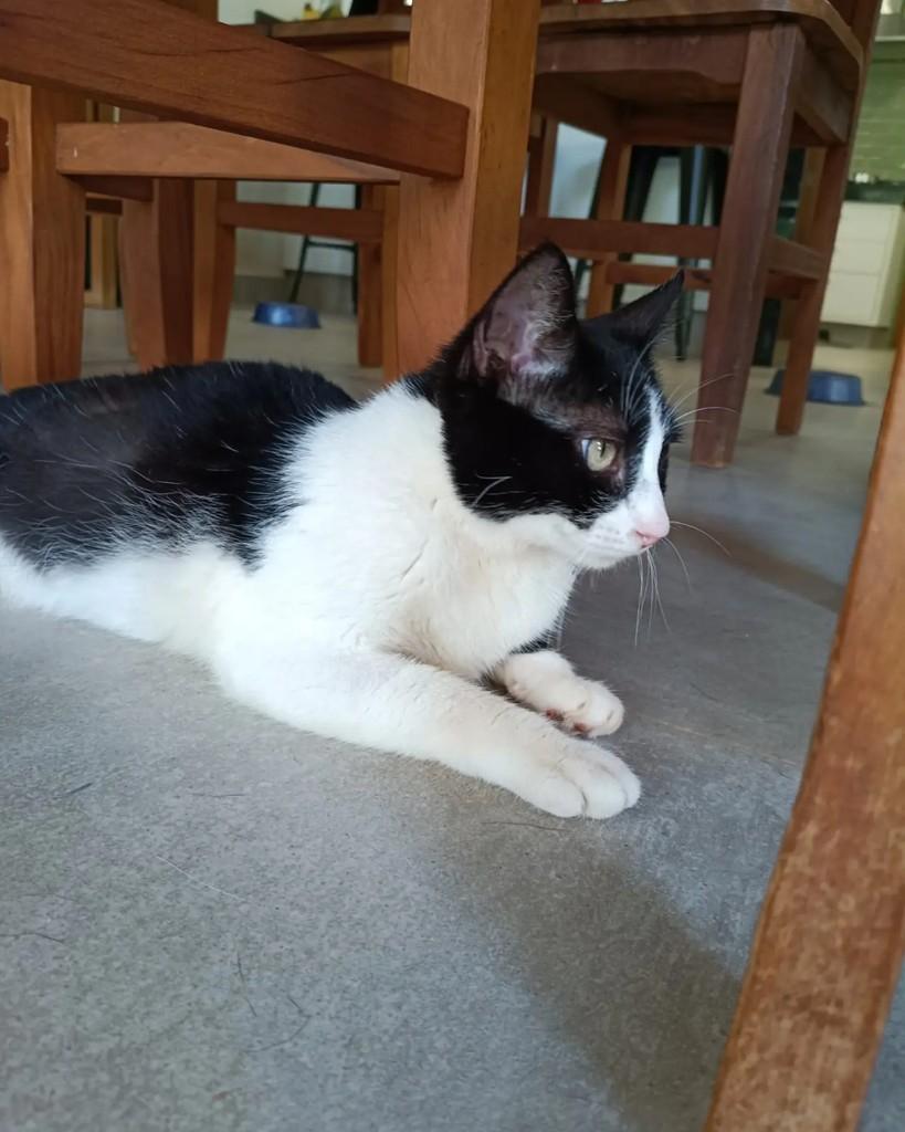 Madalena, gata de porte pequeno para adoção em Campinas - SP — foto 3 de 5