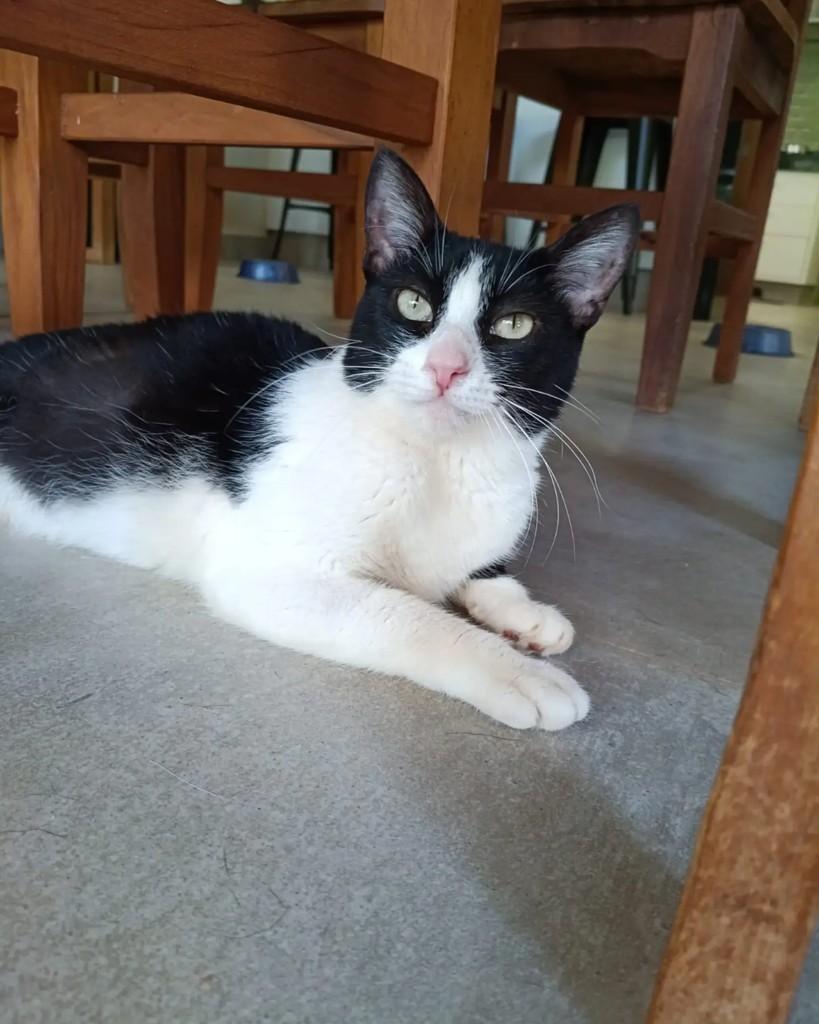 Madalena, gata de porte pequeno para adoção em Campinas - SP — foto 4 de 5
