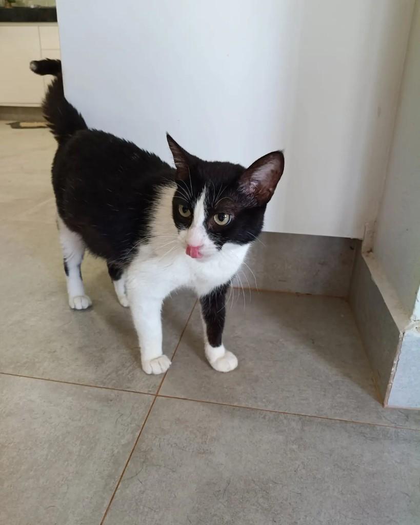 Madalena, gata de porte pequeno para adoção em Campinas - SP — foto 5 de 5
