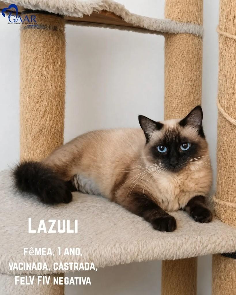 Lazuli, gata de porte médio para adoção em Campinas - SP