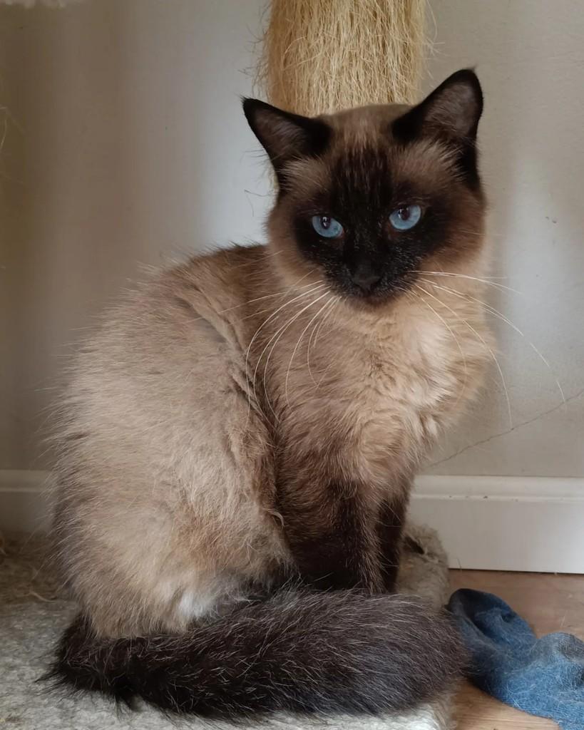 Lazuli, gata de porte médio para adoção em Campinas - SP — foto 2 de 9