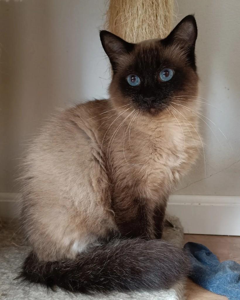 Lazuli, gata de porte médio para adoção em Campinas - SP — foto 3 de 9