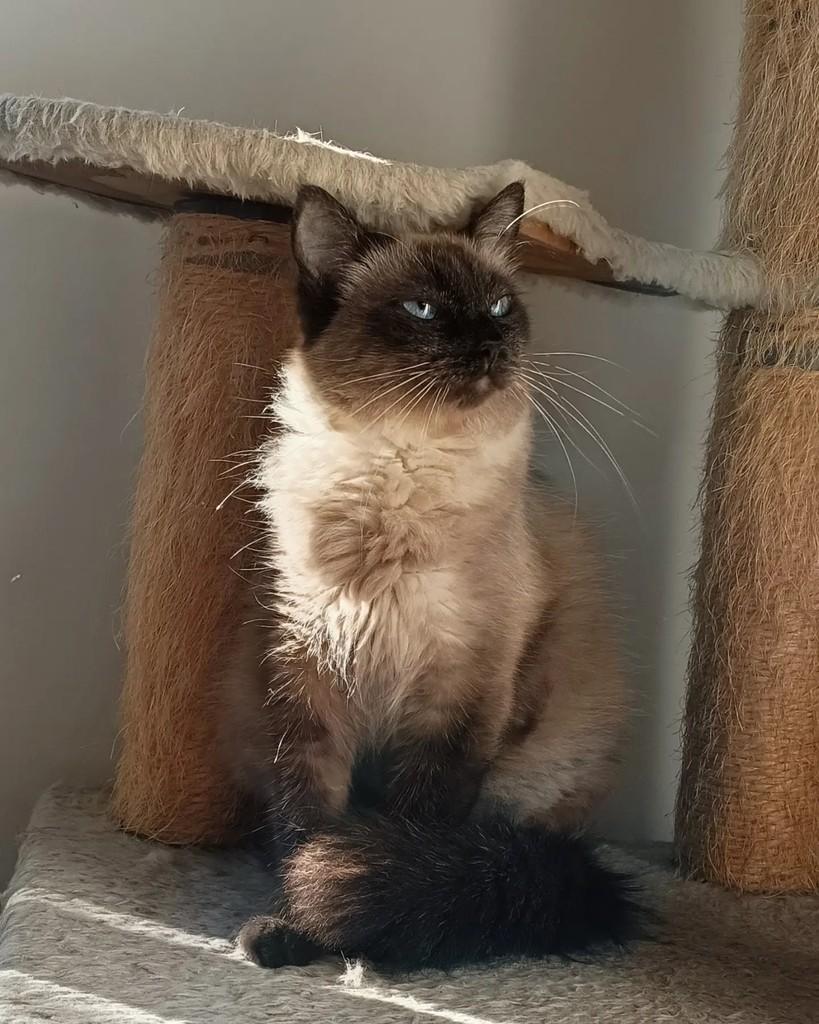 Lazuli, gata de porte médio para adoção em Campinas - SP — foto 4 de 9