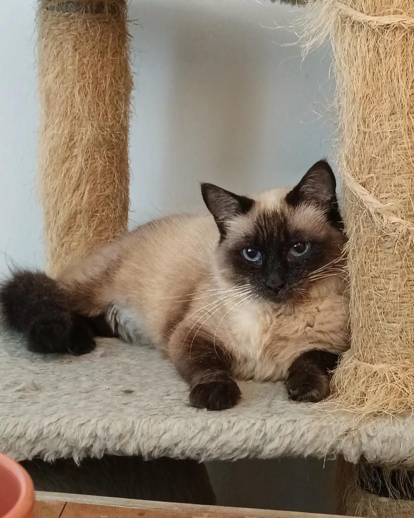Lazuli, gata de porte médio para adoção em Campinas - SP — foto 5 de 9