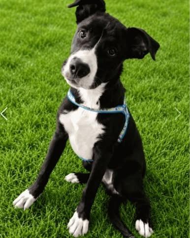 Thorino, cachorro de porte médio para adoção em Campinas - SP