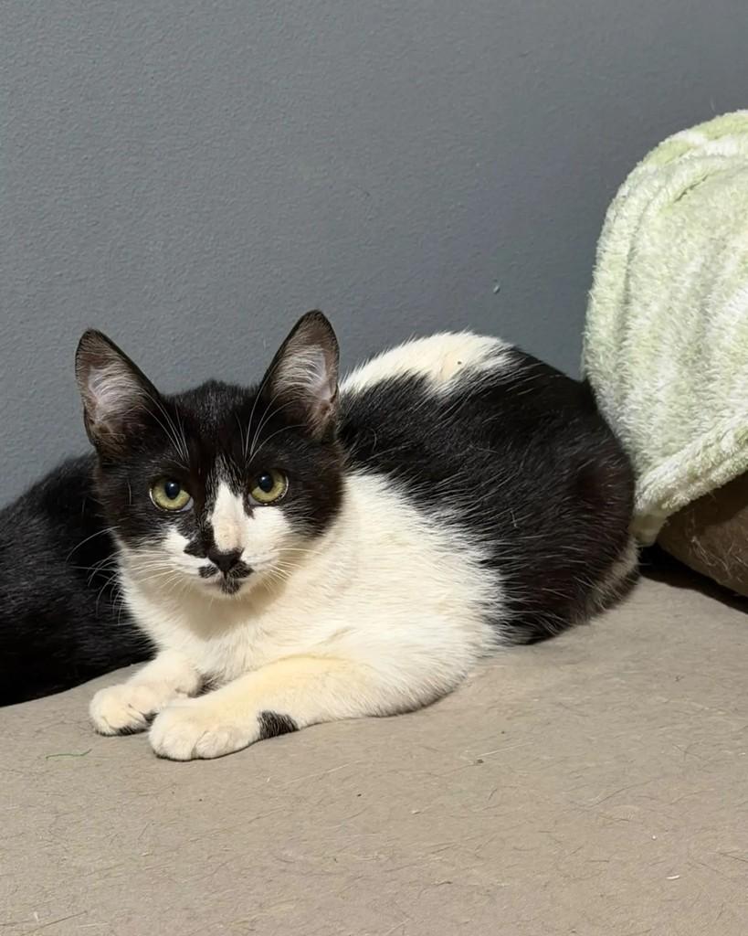 Dalila, gata de porte pequeno para adoção em Campinas - SP