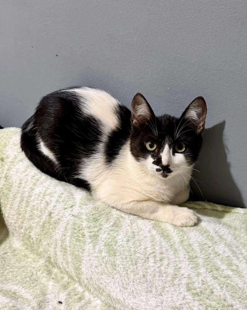 Dalila, gata de porte pequeno para adoção em Campinas - SP — foto 2 de 4