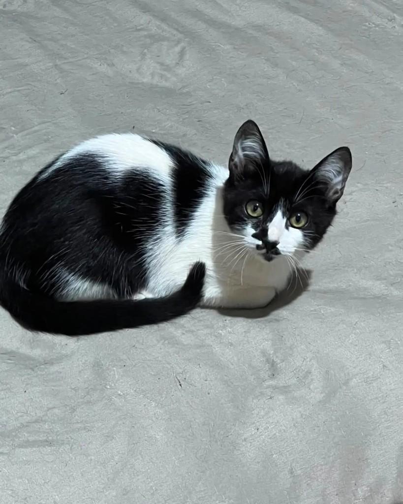 Dalila, gata de porte pequeno para adoção em Campinas - SP — foto 3 de 4
