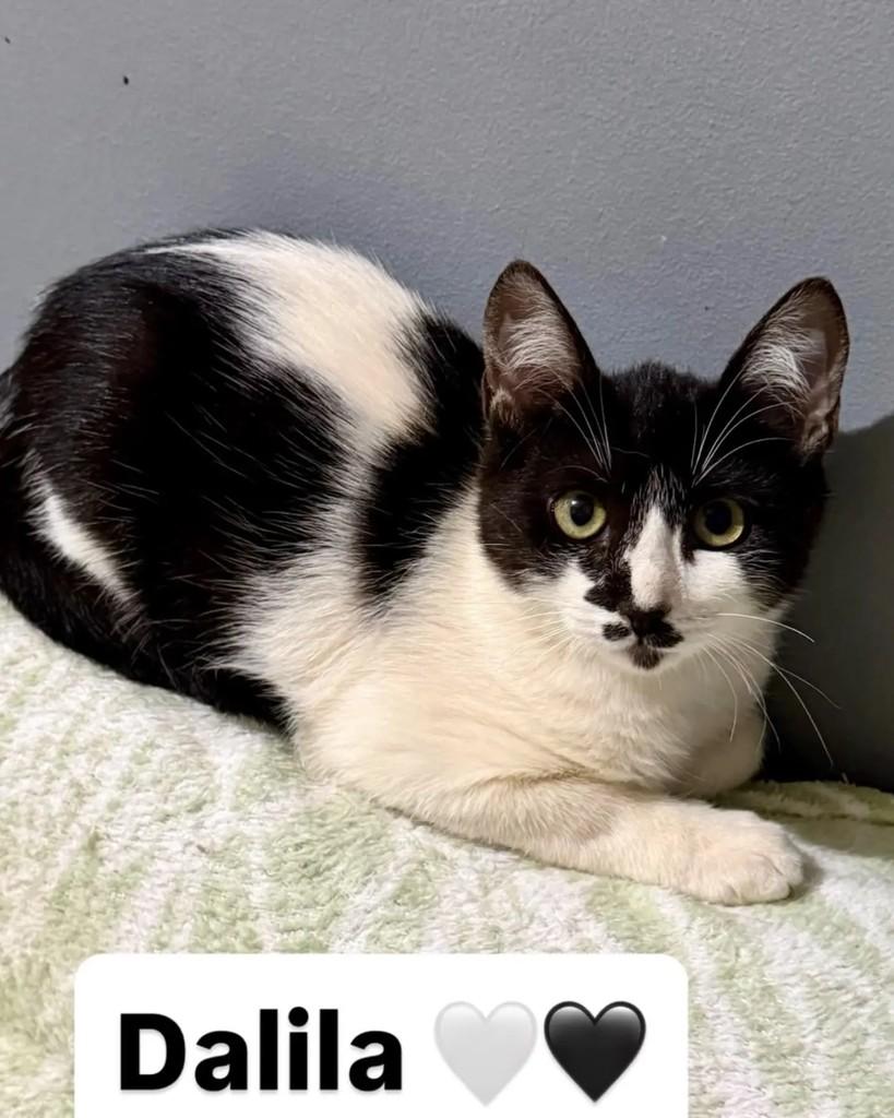 Dalila, gata de porte pequeno para adoção em Campinas - SP — foto 4 de 4
