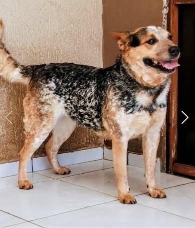 Megui, cachorro de porte médio para adoção em Campinas - SP