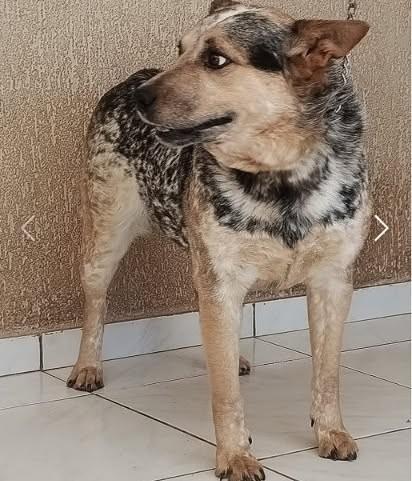 Megui, cachorro de porte médio para adoção em Campinas - SP — foto 2 de 2
