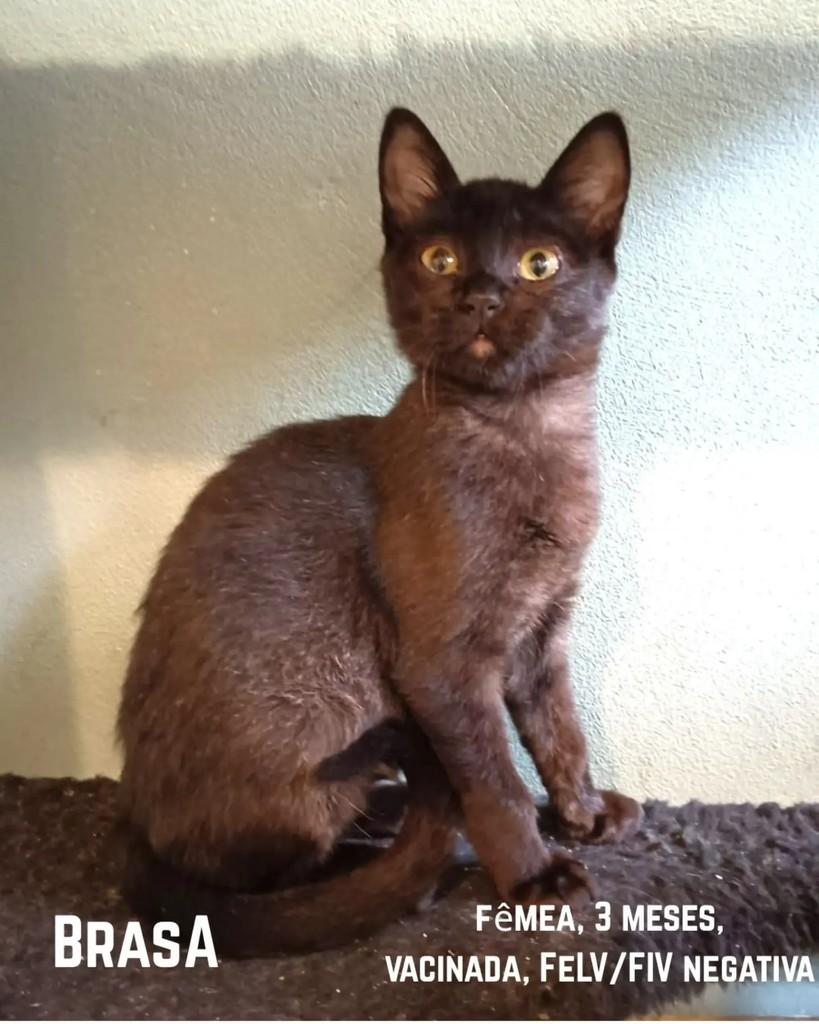 Brasa, gata de porte pequeno para adoção em Campinas - SP