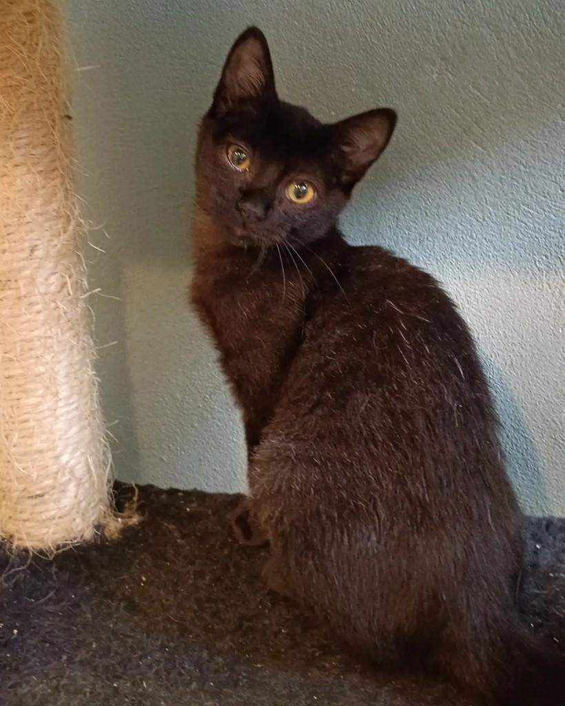 Brasa, gata de porte pequeno para adoção em Campinas - SP — foto 2 de 4