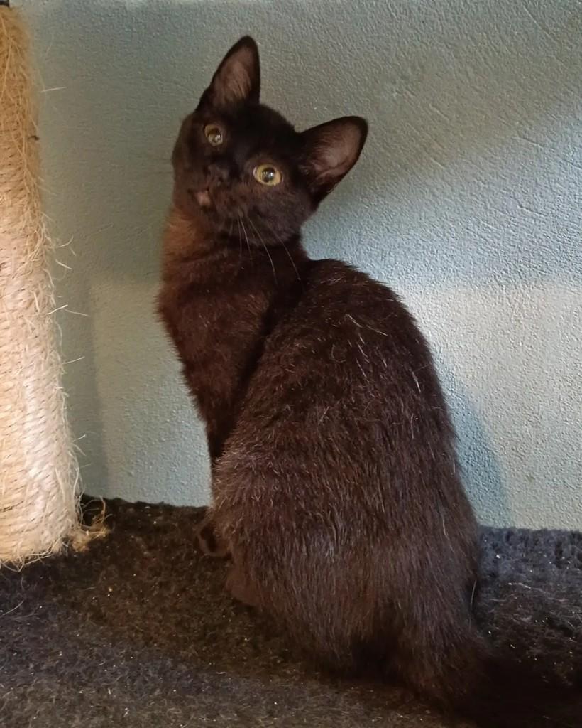 Brasa, gata de porte pequeno para adoção em Campinas - SP — foto 3 de 4